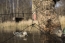 MOJO Decoy Spreader